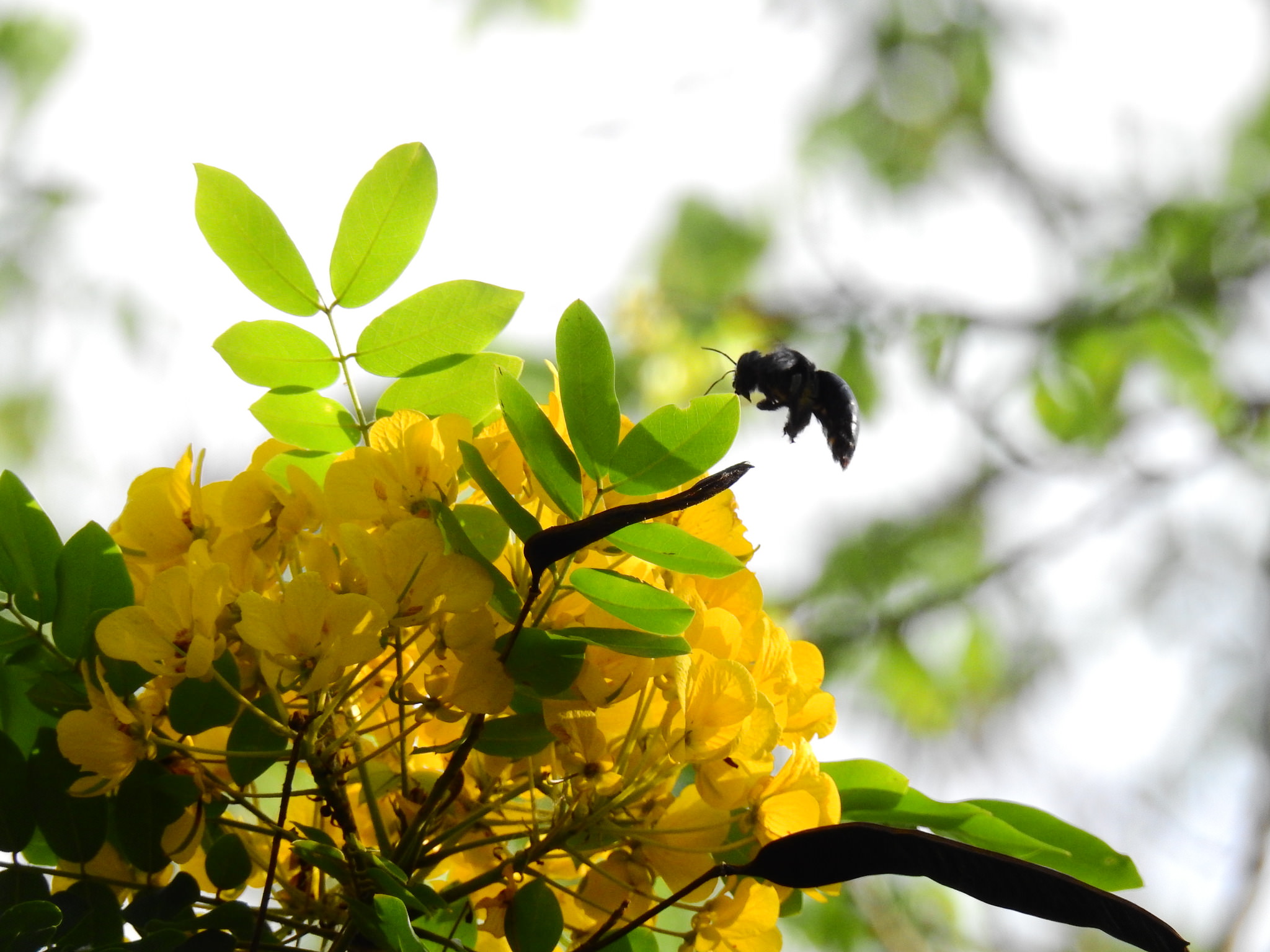 Senna racemosa 